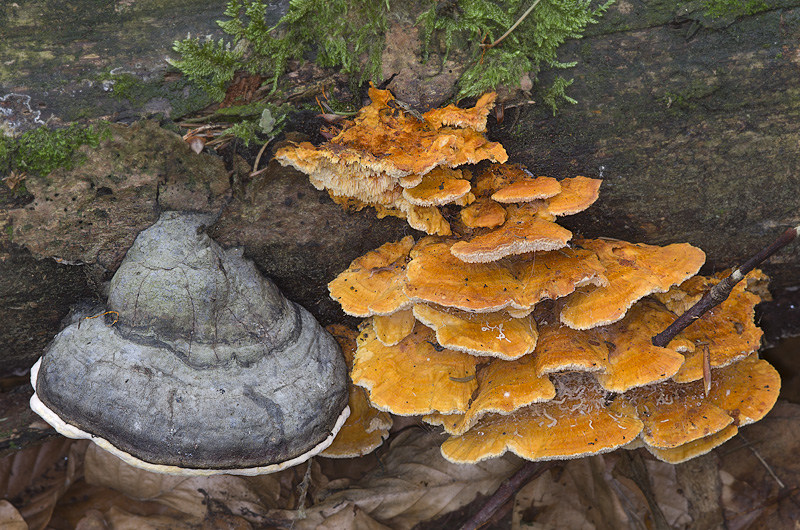 Pycnoporellus fulgens